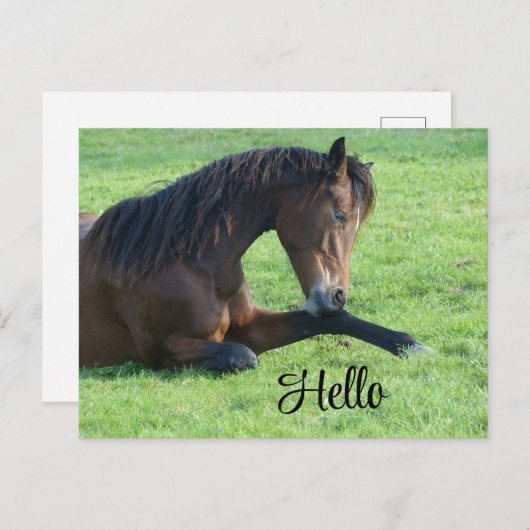 草のかわいらし中に寝そべる茶色の馬 シーズンポストカード (正面/裏面)