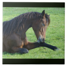 草のかわいらし中に寝そべる茶色の馬