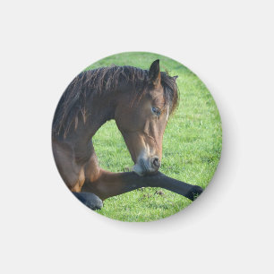 草のかわいらし中に寝そべる茶色の馬 マグネット