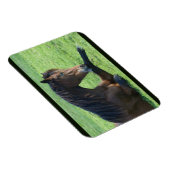 草のかわいらし中に寝そべる茶色の馬 マグネット (右側)