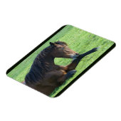 草のかわいらし中に寝そべる茶色の馬 マグネット (左側)