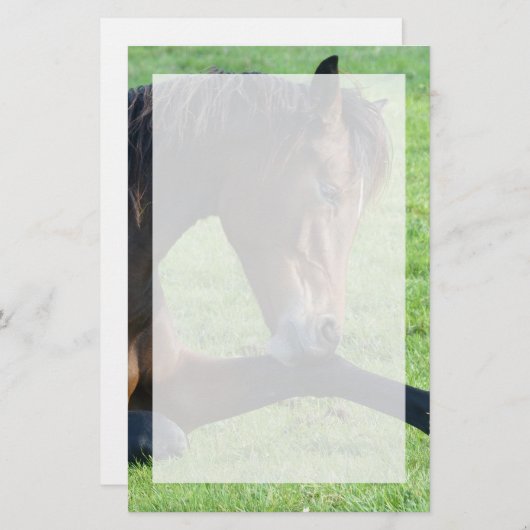 草のかわいらし中に寝そべる茶色の馬 便箋 (正面/裏面)