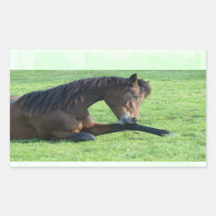草のかわいらし中に寝そべる茶色の馬 長方形シール
