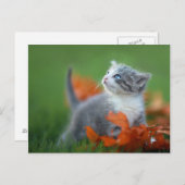 草のアウトドアを遊んでいるかわいいベビーの子ネコ ポストカード (正面/裏面)