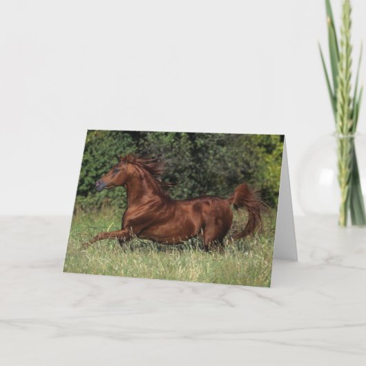 草のアラビアの種馬のランニング カード (正面)