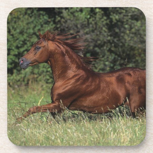 草のアラビアの種馬のランニング コースター (正面)