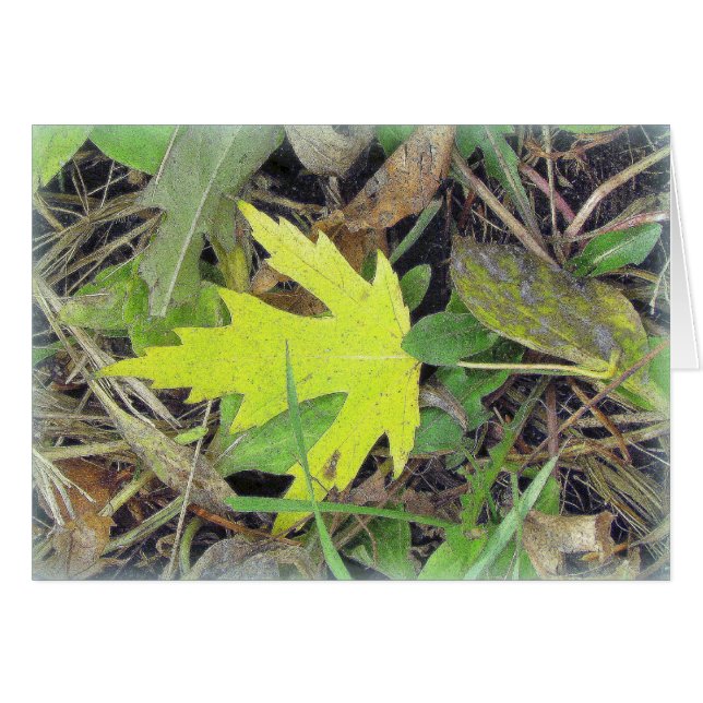 草のカエデの葉 (正面横)