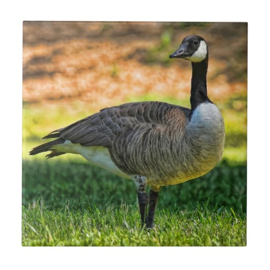 草のカナダのガチョウ タイル (正面)