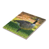 草のカナダのガチョウ タイル (側面)