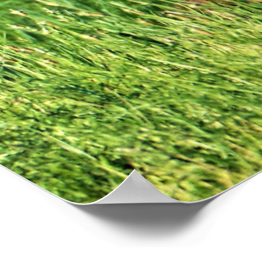 草のガチョウ ポスター (角)