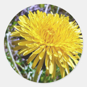 草のタンポポの花 ラウンドシール