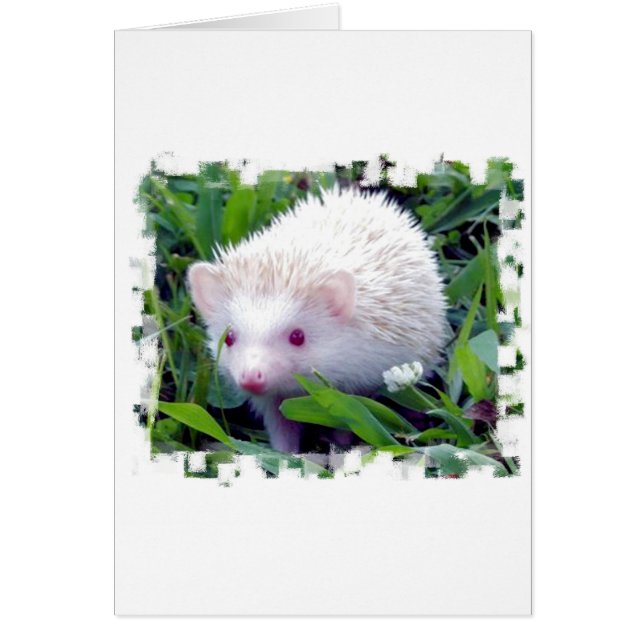 草のハリネズミ (正面)