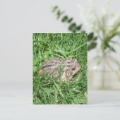 草のヒキガエル ポストカード (スタンド正面)