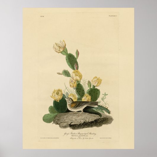 草のフィンチ、ベイウィングのバンティング、またはベスパーのスパロー ポスター (正面)