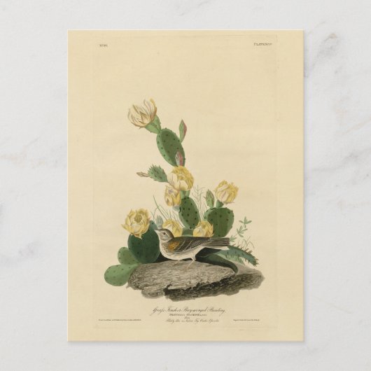 草のフィンチ、ベイウィングのバンティング、またはベスパーのスパロー ポストカード (正面)