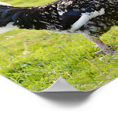 草のフォイルのホリに黒と白のオンドリの歩く ポスター (角)