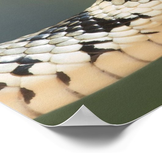 草のヘビ ポスター (角)