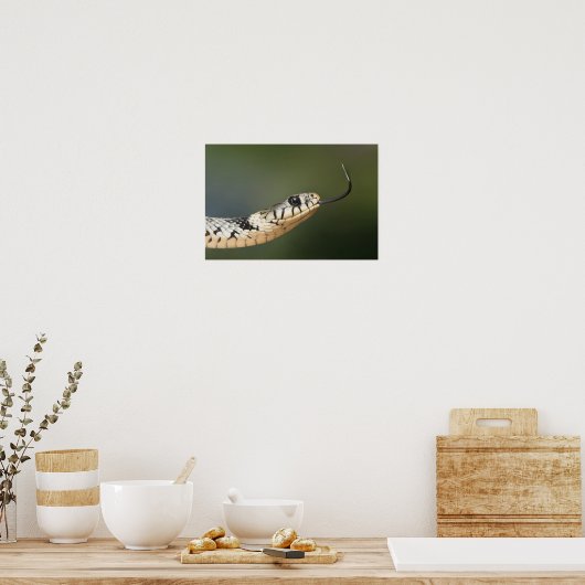 草のヘビ ポスター (キッチン)