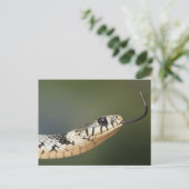 草のヘビ ポストカード (スタンド正面)