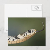 草のヘビ ポストカード (正面/裏面)