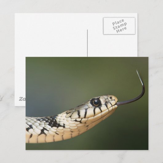 草のヘビ ポストカード (正面/裏面)