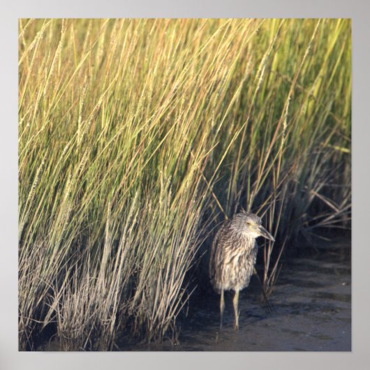 草のポスターのヘロン ポスター (正面)