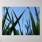 草のポスター ポスター (正面)