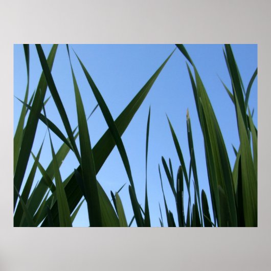 草のポスター ポスター (正面)