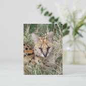 草のリラックス中の猫 ポストカード (スタンド正面)