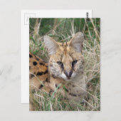 草のリラックス中の猫 ポストカード (正面/裏面)