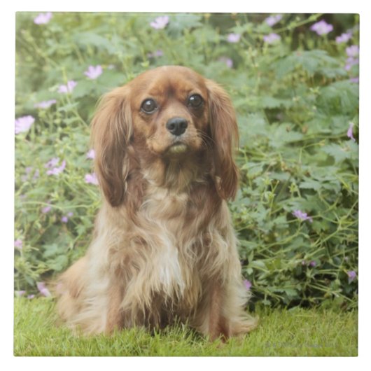 草のルビー色の無頓着なチャールズ王スパニエル犬 タイル (正面)