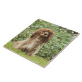 草のルビー色の無頓着なチャールズ王スパニエル犬 タイル (側面)