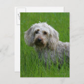 草のワイヤー髪の標準的なダックスフント ポストカード (正面/裏面)