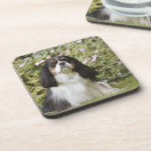 草の三色の無頓着なチャールズ王スパニエル犬 コースター (左側)