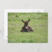 草の上で休む ポストカード (正面/裏面)