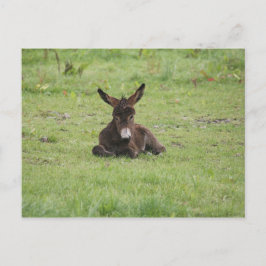 草の上で休む ポストカード