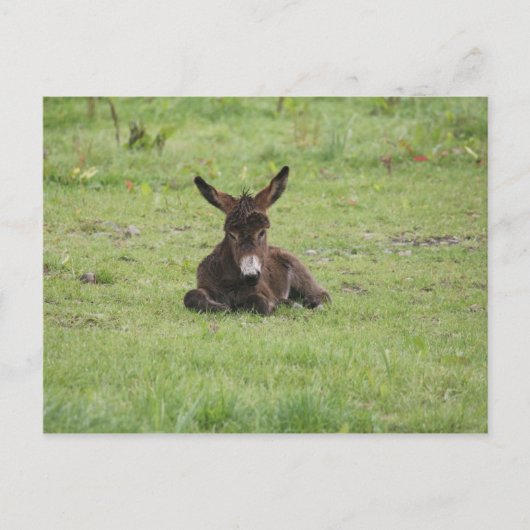 草の上で休む ポストカード (正面)