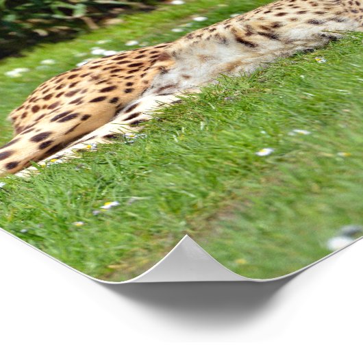 草の上に横たわるアフリカのチーターを閉じる ポスター (角)