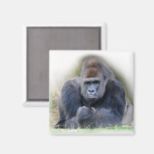 草の上に横たわるゴリラのクローズアップ マグネット (正面/裏面)