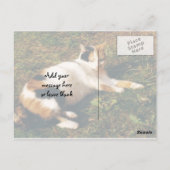 草の上に横たわる三毛猫 ポストカード (裏面)