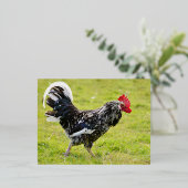 草の上に黒と白のオンドリの歩く 箔シーズンポストカード (立ち正面)