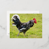 草の上に黒と白のオンドリの歩く 箔シーズンポストカード (正面/裏面)