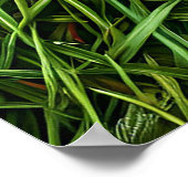 草の上のラディバグ ポスター (角)