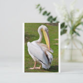 草の上の白いペリカン ポストカード (スタンド正面)