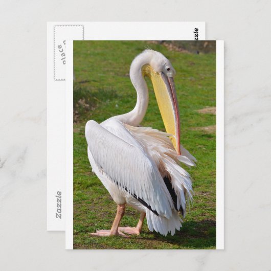 草の上の白いペリカン ポストカード (正面/裏面)