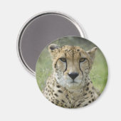 草の中で休む マグネット (正面/裏面)