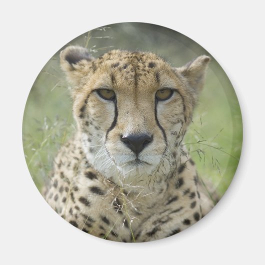 草の中で休む マグネット (正面)