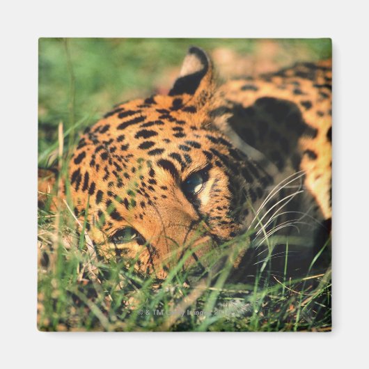 草の中で休んでいるヒョウ マグネット (正面)