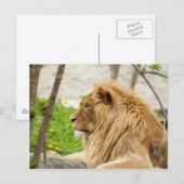 草の中で休んでいる雄ライオン ポストカード (正面/裏面)