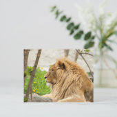 草の中で休んでいる雄ライオン ポストカード (スタンド正面)